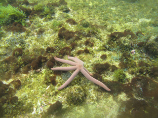 Snorkel na Ilha Grande