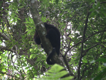 Trilha T16 – Dois Rios – Parnaioca - Ilha Grande - RJ