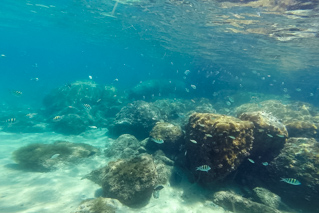 Praia da Cachoeira - Peixes, corais e tartarugas sempre presentes