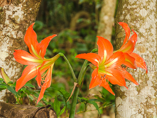 As flores deixam a praia ainda mais elegante na primavera